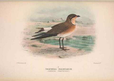 Reproducción/Reproduction 48684399501: The Birds of Australia. London :Witherby & Co.,1910-1927.. 