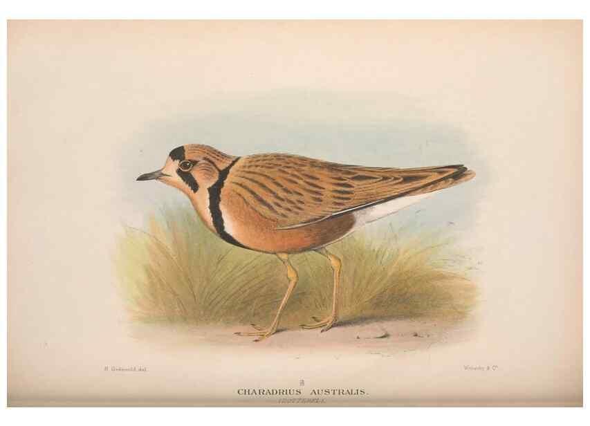Reproducción/Reproduction 48684575252: The Birds of Australia. London :Witherby & Co.,1910-1927.. 