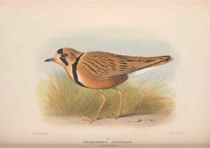 Reproducción/Reproduction 48684575252: The Birds of Australia. London :Witherby & Co.,1910-1927.. 