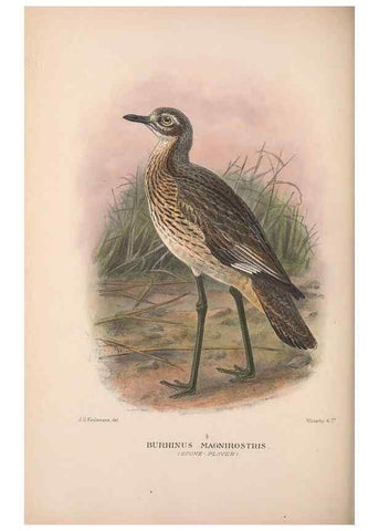 Reproducción/Reproduction 48684575572: The Birds of Australia. London :Witherby & Co.,1910-1927.. 