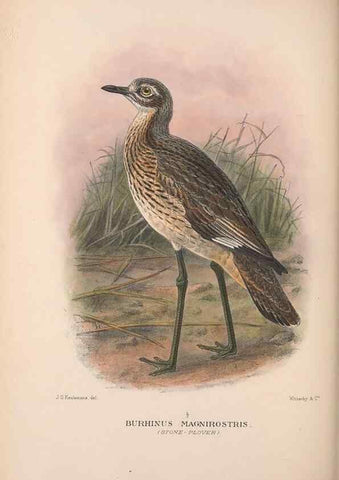Reproducción/Reproduction 48684575572: The Birds of Australia. London :Witherby & Co.,1910-1927.. 