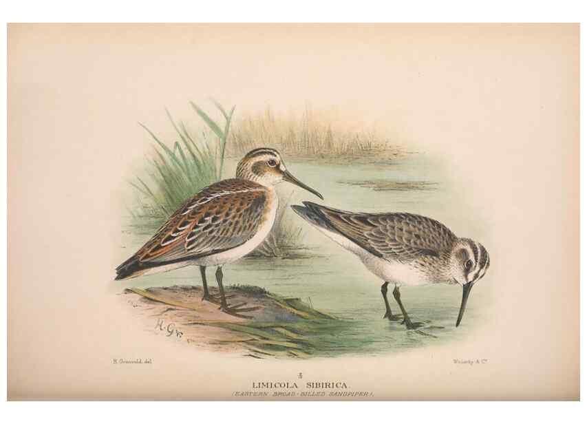 Reproducción/Reproduction 48684573097: The Birds of Australia. London :Witherby & Co.,1910-1927.. 