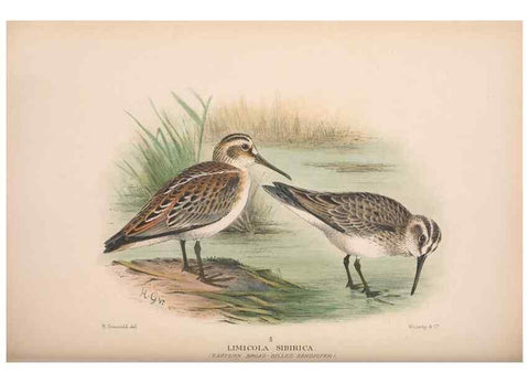Reproducción/Reproduction 48684573097: The Birds of Australia. London :Witherby & Co.,1910-1927.. 
