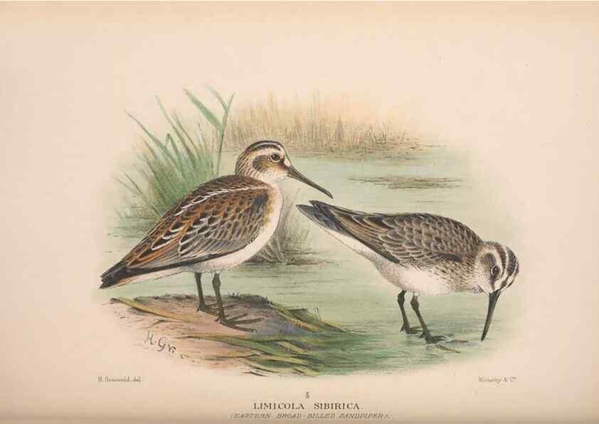 Reproducción/Reproduction 48684573097: The Birds of Australia. London :Witherby & Co.,1910-1927.. 