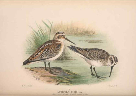 Reproducción/Reproduction 48684573097: The Birds of Australia. London :Witherby & Co.,1910-1927.. 