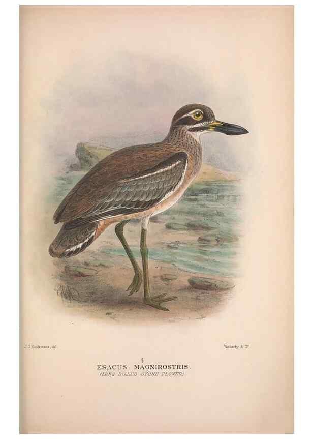 Reproducción/Reproduction 48684575882: The Birds of Australia. London :Witherby & Co.,1910-1927.. 