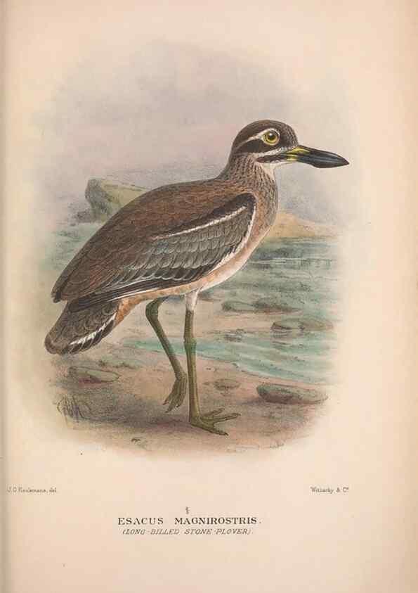 Reproducción/Reproduction 48684575882: The Birds of Australia. London :Witherby & Co.,1910-1927.. 