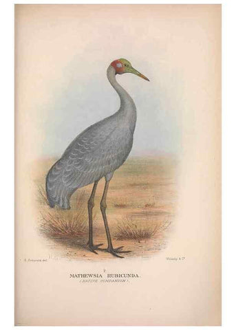 Reproducción/Reproduction 48684400921: The Birds of Australia. London :Witherby & Co.,1910-1927.. 