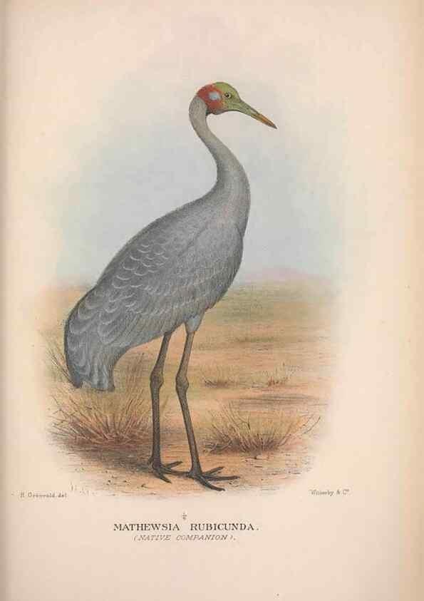 Reproducción/Reproduction 48684400921: The Birds of Australia. London :Witherby & Co.,1910-1927.. 