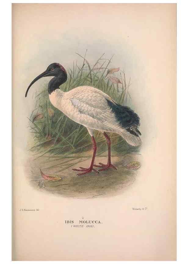Reproducción/Reproduction 48684576737: The Birds of Australia. London :Witherby & Co.,1910-1927.. 