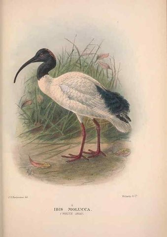 Reproducción/Reproduction 48684576737: The Birds of Australia. London :Witherby & Co.,1910-1927.. 
