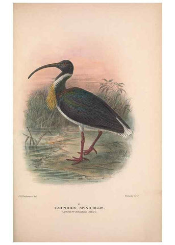 Reproducción/Reproduction 48684577047: The Birds of Australia. London :Witherby & Co.,1910-1927.. 