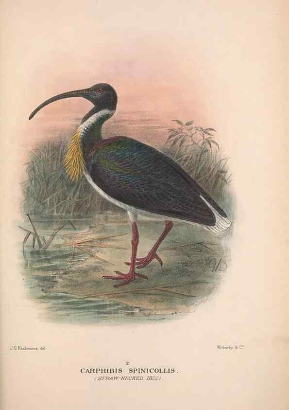 Reproducción/Reproduction 48684577047: The Birds of Australia. London :Witherby & Co.,1910-1927.. 