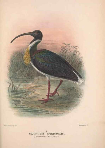Reproducción/Reproduction 48684577047: The Birds of Australia. London :Witherby & Co.,1910-1927.. 