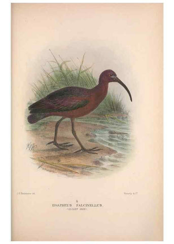 Reproducción/Reproduction 48684062703: The Birds of Australia. London :Witherby & Co.,1910-1927.. 