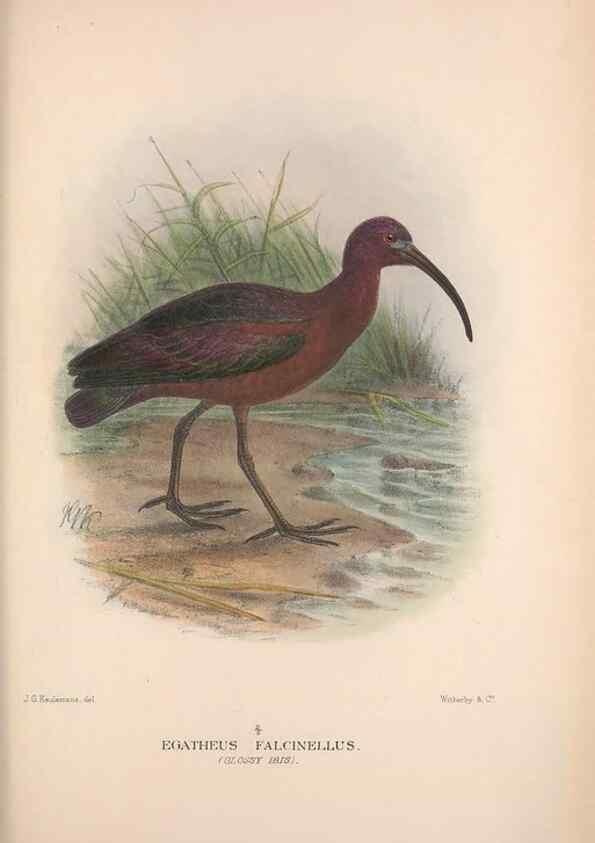 Reproducción/Reproduction 48684062703: The Birds of Australia. London :Witherby & Co.,1910-1927.. 