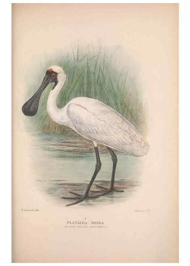 Reproducción/Reproduction 48684402046: The Birds of Australia. London :Witherby & Co.,1910-1927.. 
