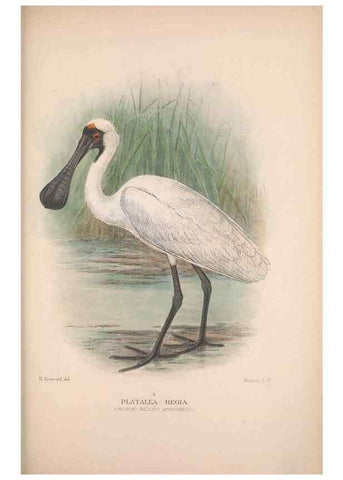 Reproducción/Reproduction 48684402046: The Birds of Australia. London :Witherby & Co.,1910-1927.. 