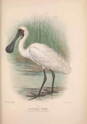 Reproducción/Reproduction 48684402046: The Birds of Australia. London :Witherby & Co.,1910-1927.. 