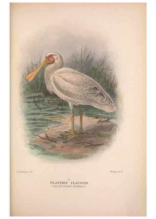 Reproducción/Reproduction 48684402381: The Birds of Australia. London :Witherby & Co.,1910-1927.. 