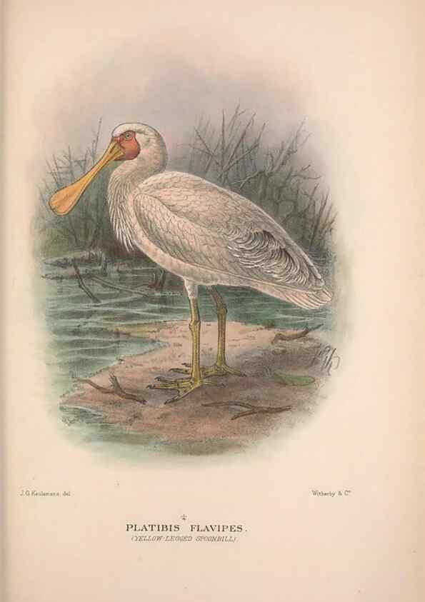 Reproducción/Reproduction 48684402381: The Birds of Australia. London :Witherby & Co.,1910-1927.. 