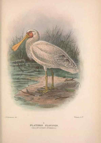 Reproducción/Reproduction 48684402381: The Birds of Australia. London :Witherby & Co.,1910-1927.. 