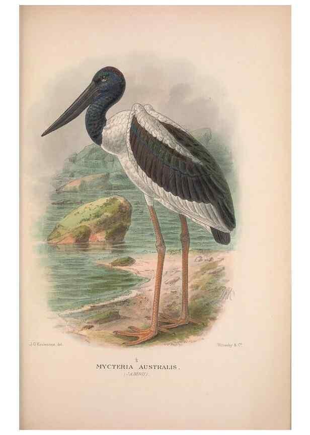 Reproducción/Reproduction 48684402746: The Birds of Australia. London :Witherby & Co.,1910-1927.. 