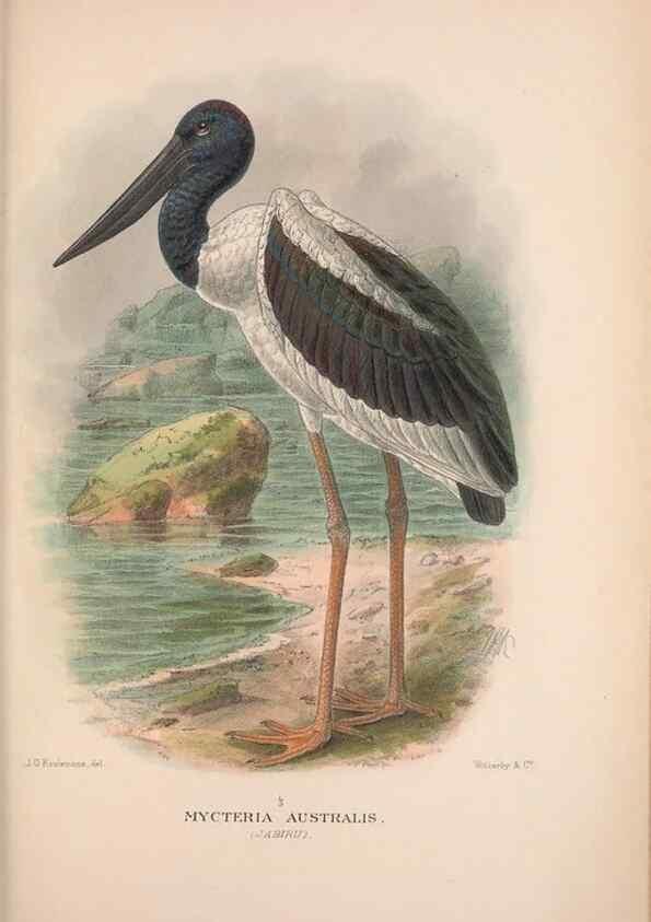 Reproducción/Reproduction 48684402746: The Birds of Australia. London :Witherby & Co.,1910-1927.. 