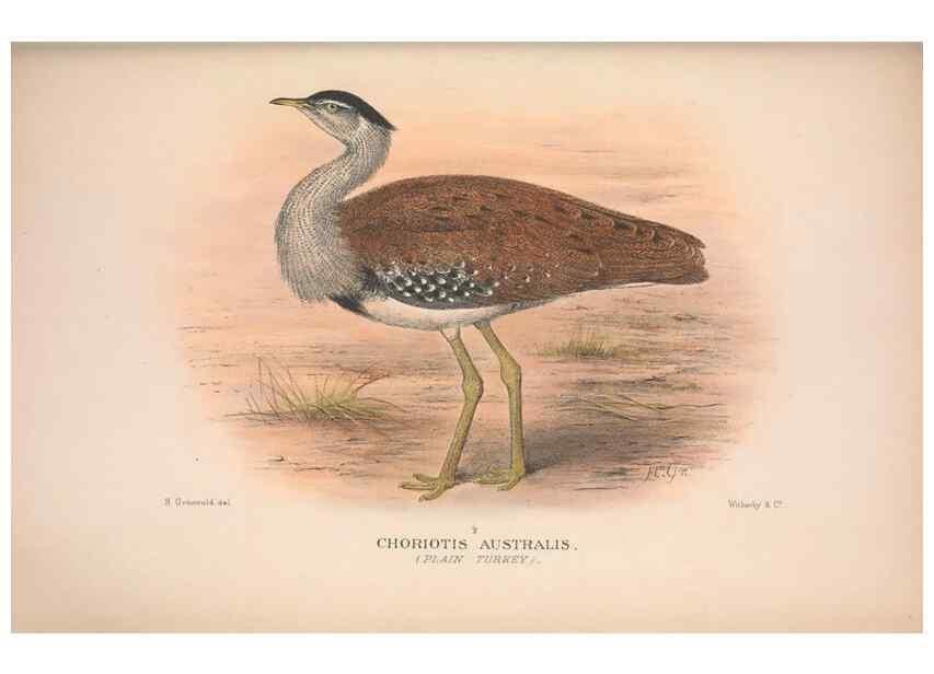 Reproducción/Reproduction 48684400601: The Birds of Australia. London :Witherby & Co.,1910-1927.. 