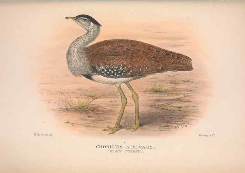 Reproducción/Reproduction 48684400601: The Birds of Australia. London :Witherby & Co.,1910-1927.. 