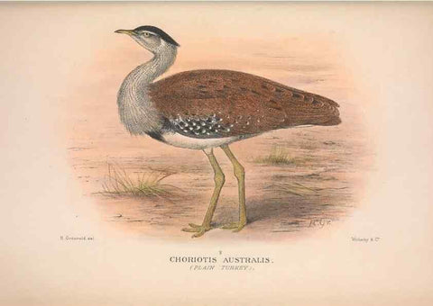 Reproducción/Reproduction 48684400601: The Birds of Australia. London :Witherby & Co.,1910-1927.. 