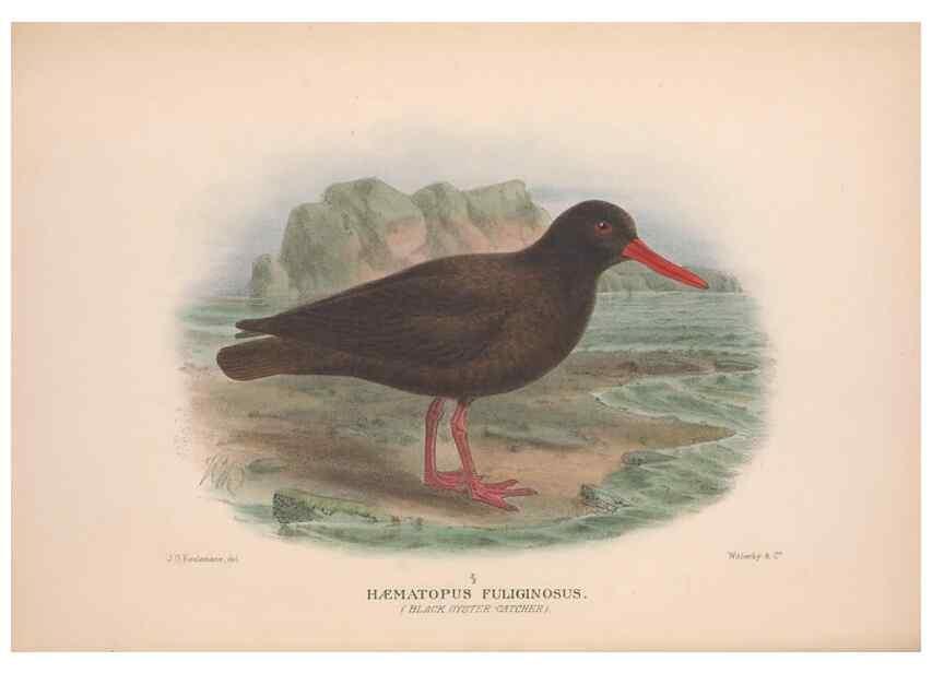 Reproducción/Reproduction 48684561017: The Birds of Australia. London :Witherby & Co.,1910-1927.. 
