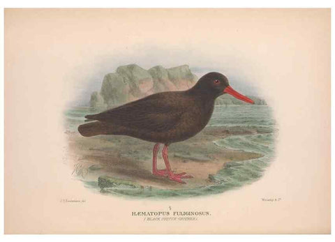 Reproducción/Reproduction 48684561017: The Birds of Australia. London :Witherby & Co.,1910-1927.. 