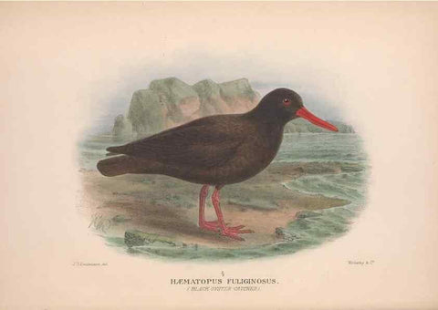 Reproducción/Reproduction 48684561017: The Birds of Australia. London :Witherby & Co.,1910-1927.. 