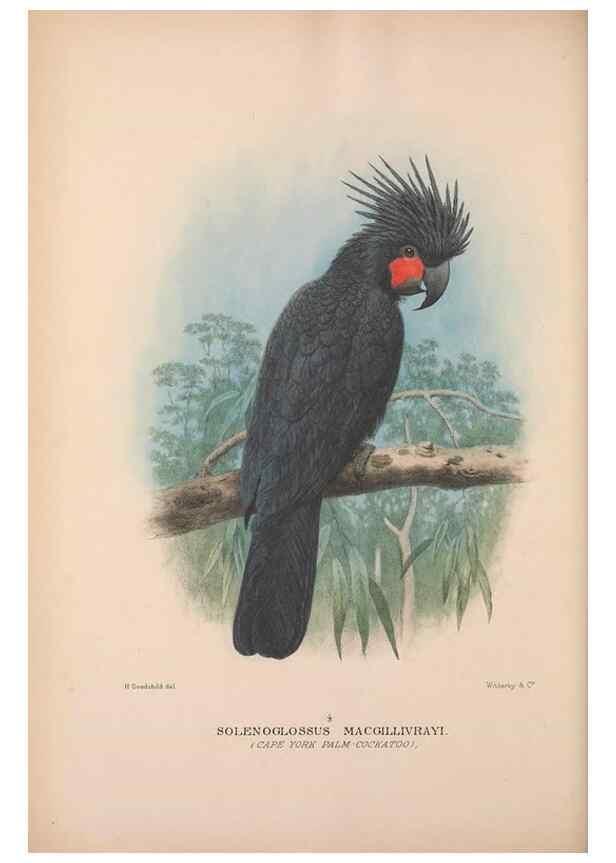 Reproducción/Reproduction 48684270638: The Birds of Australia. London :Witherby & Co.,1910-1927.. 