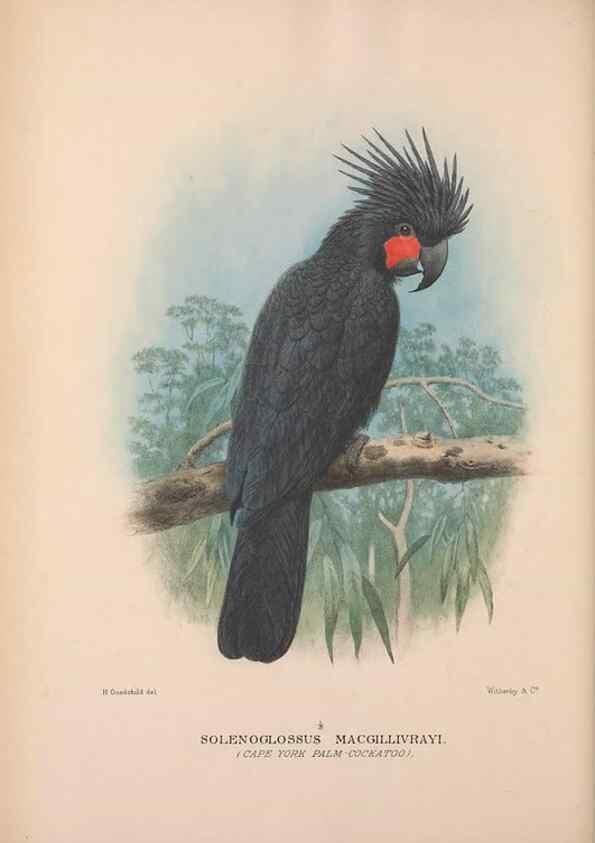 Reproducción/Reproduction 48684270638: The Birds of Australia. London :Witherby & Co.,1910-1927.. 