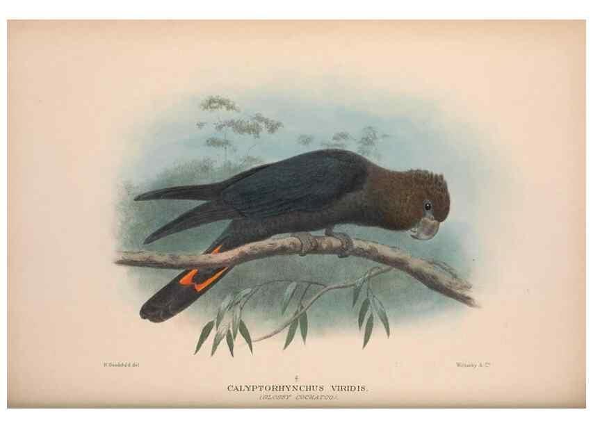 Reproducción/Reproduction 48684783742: The Birds of Australia. London :Witherby & Co.,1910-1927.. 