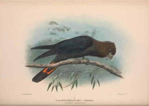 Reproducción/Reproduction 48684783742: The Birds of Australia. London :Witherby & Co.,1910-1927.. 