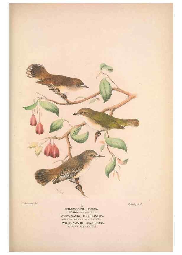 Reproducción/Reproduction 48684731561: The Birds of Australia. London :Witherby & Co.,1910-1927.. 