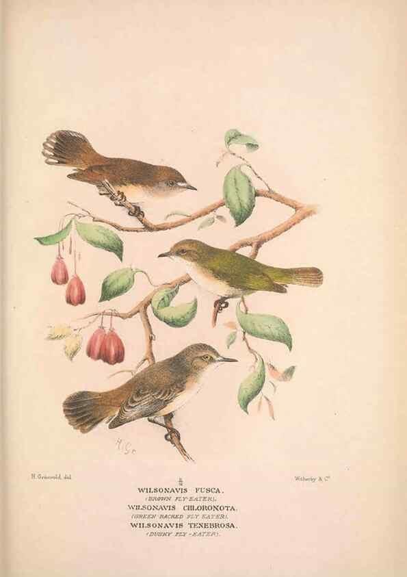 Reproducción/Reproduction 48684731561: The Birds of Australia. London :Witherby & Co.,1910-1927.. 