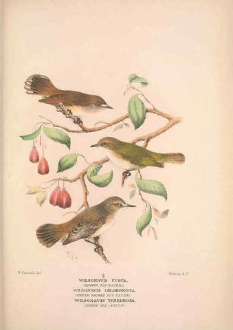 Reproducción/Reproduction 48684731561: The Birds of Australia. London :Witherby & Co.,1910-1927.. 
