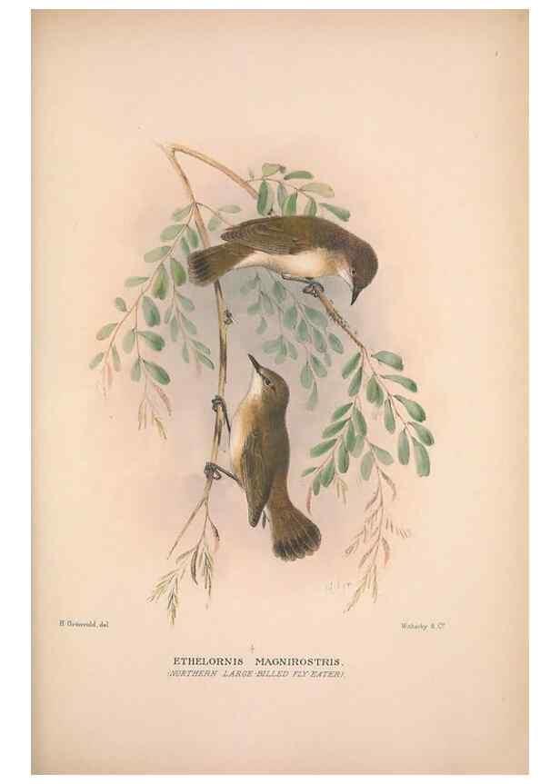 Reproducción/Reproduction 48684731826: The Birds of Australia. London :Witherby & Co.,1910-1927.. 