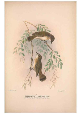 Reproducción/Reproduction 48684731826: The Birds of Australia. London :Witherby & Co.,1910-1927.. 