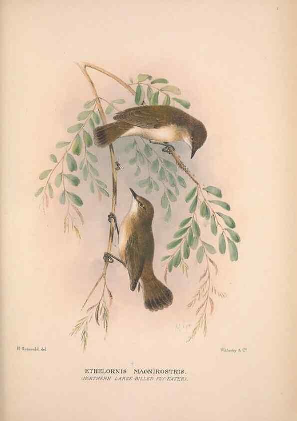 Reproducción/Reproduction 48684731826: The Birds of Australia. London :Witherby & Co.,1910-1927.. 