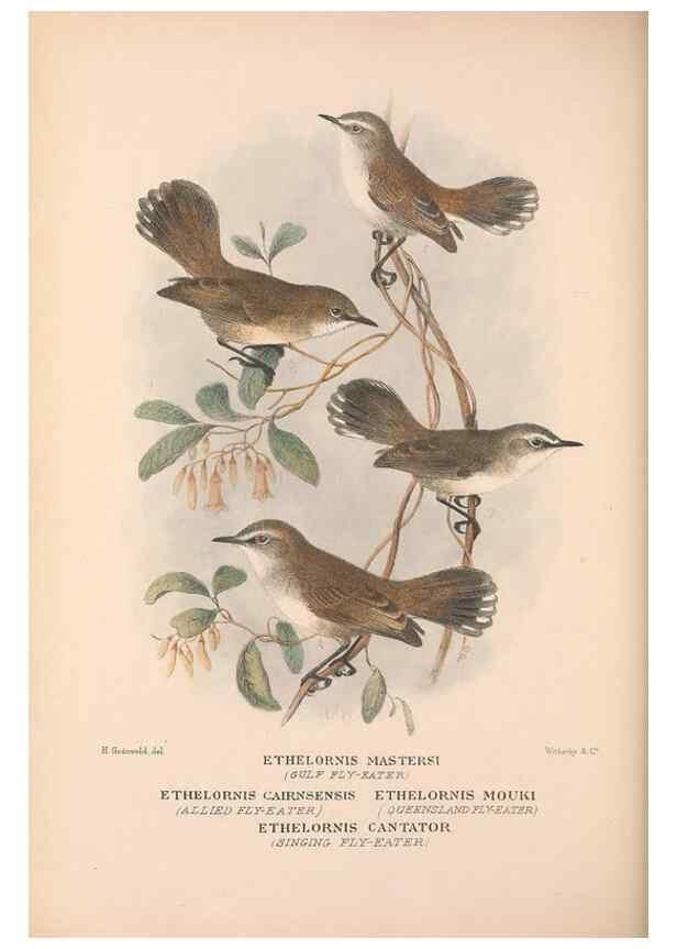 Reproducción/Reproduction 48684905527: The Birds of Australia. London :Witherby & Co.,1910-1927.. 