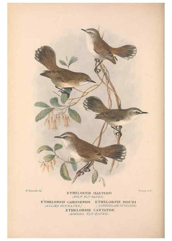 Reproducción/Reproduction 48684905527: The Birds of Australia. London :Witherby & Co.,1910-1927.. 