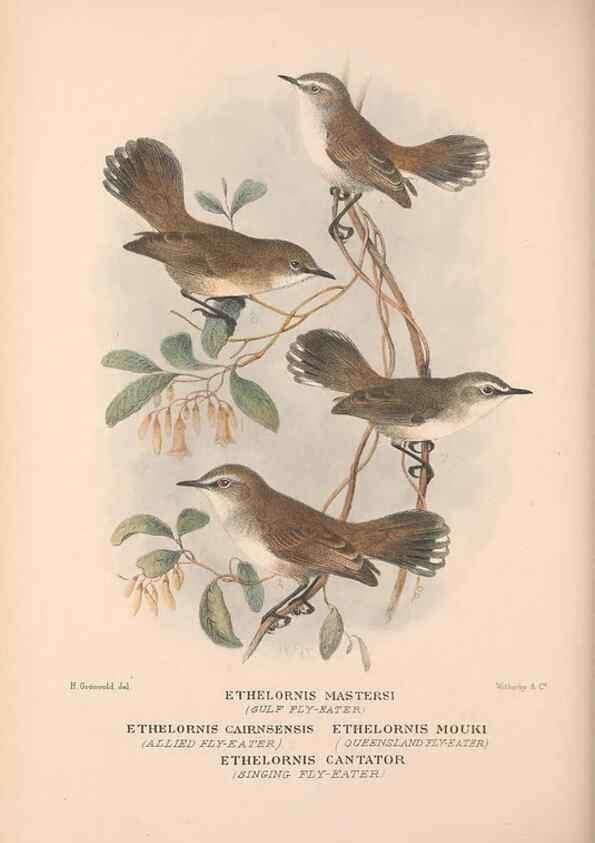 Reproducción/Reproduction 48684905527: The Birds of Australia. London :Witherby & Co.,1910-1927.. 