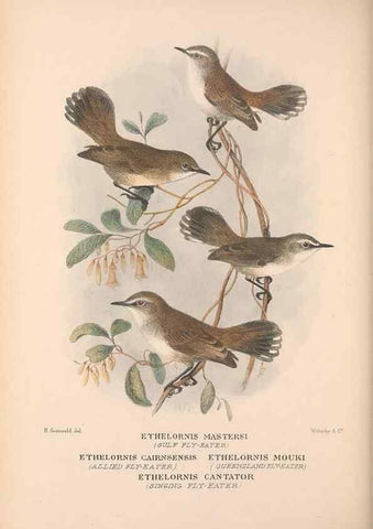 Reproducción/Reproduction 48684905527: The Birds of Australia. London :Witherby & Co.,1910-1927.. 