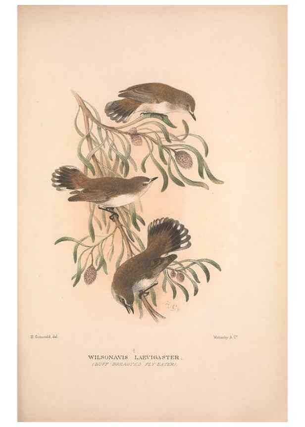 Reproducción/Reproduction 48684732446: The Birds of Australia. London :Witherby & Co.,1910-1927.. 