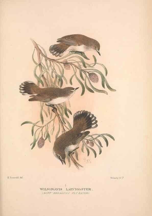 Reproducción/Reproduction 48684732446: The Birds of Australia. London :Witherby & Co.,1910-1927.. 